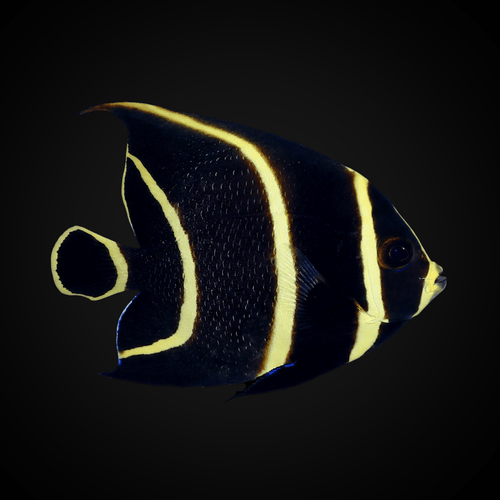 French Angelfish - Juvenile - Pomacanthus paru