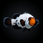 Frostbite Clownfish