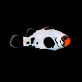 Frostbite Clownfish - Amphiprion ocellaris