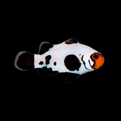 Frostbite Clownfish - Amphiprion ocellaris