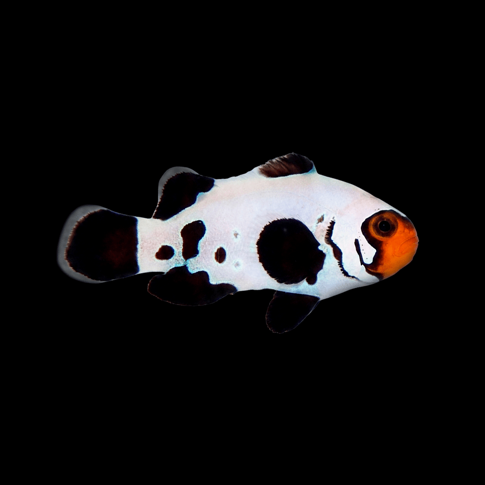 Frostbite Clownfish - Amphiprion ocellaris