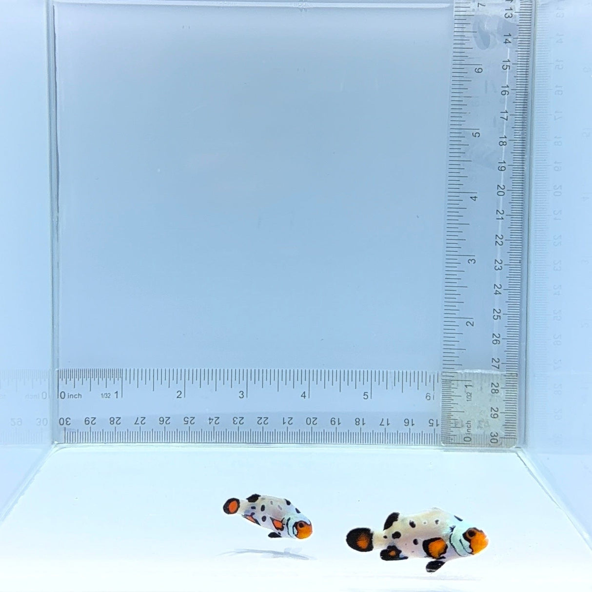 Frostbite Pair Clownfish — Amphiprion ocellaris