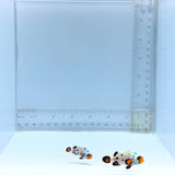 Frostbite Pair Clownfish — Amphiprion ocellaris