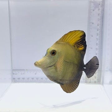 Frosted Tips Koi Tang — Zebrasoma scopas