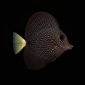 Gem Tang
