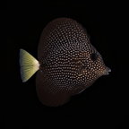 Gem Tang