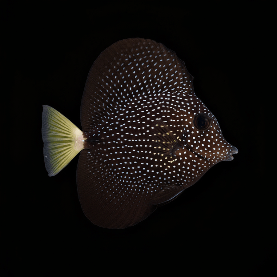 Gem Tang