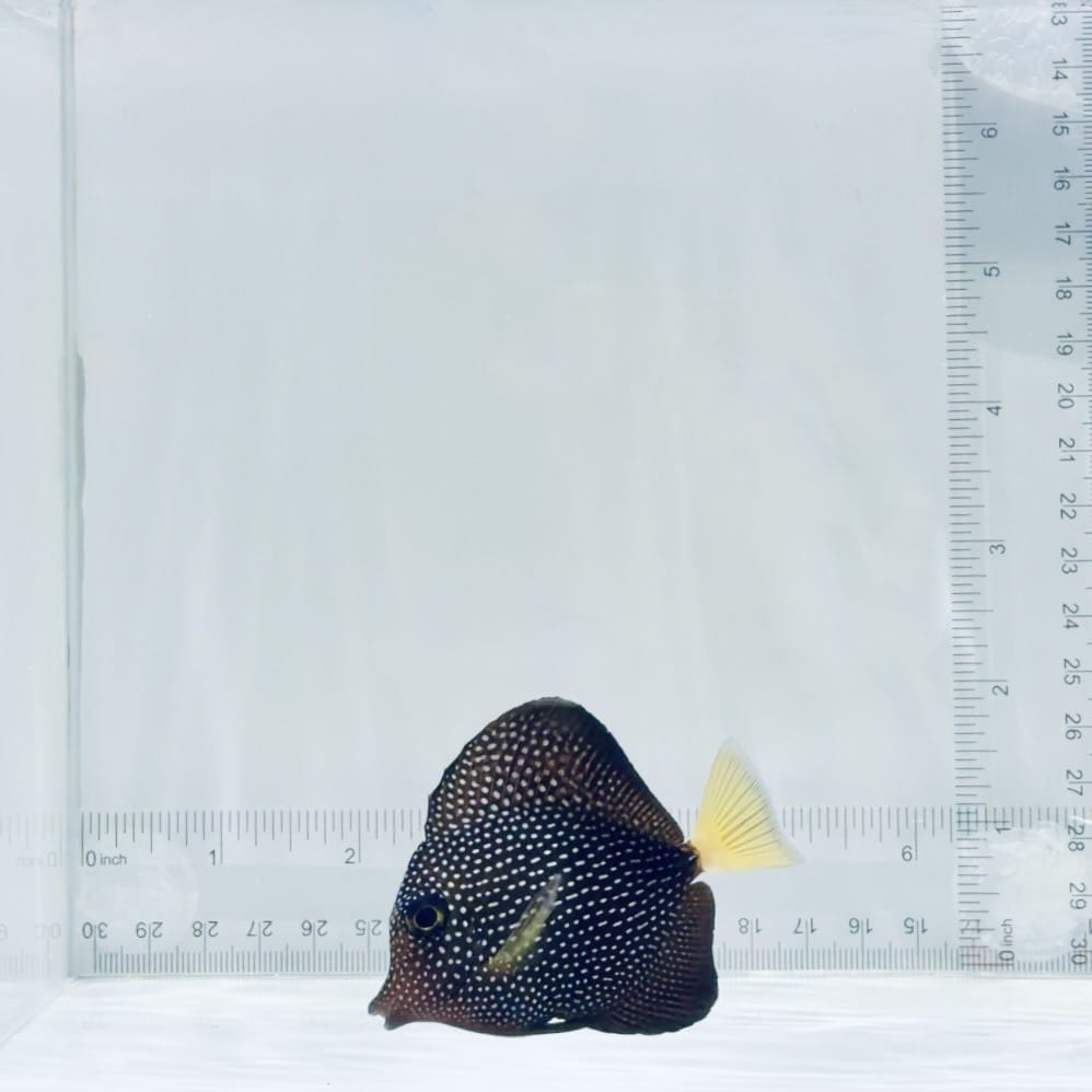 Gem Tang