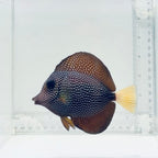 Gem Tang