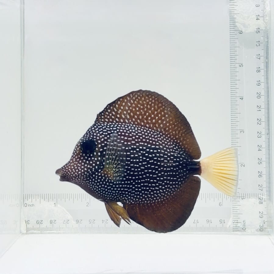 Gem Tang