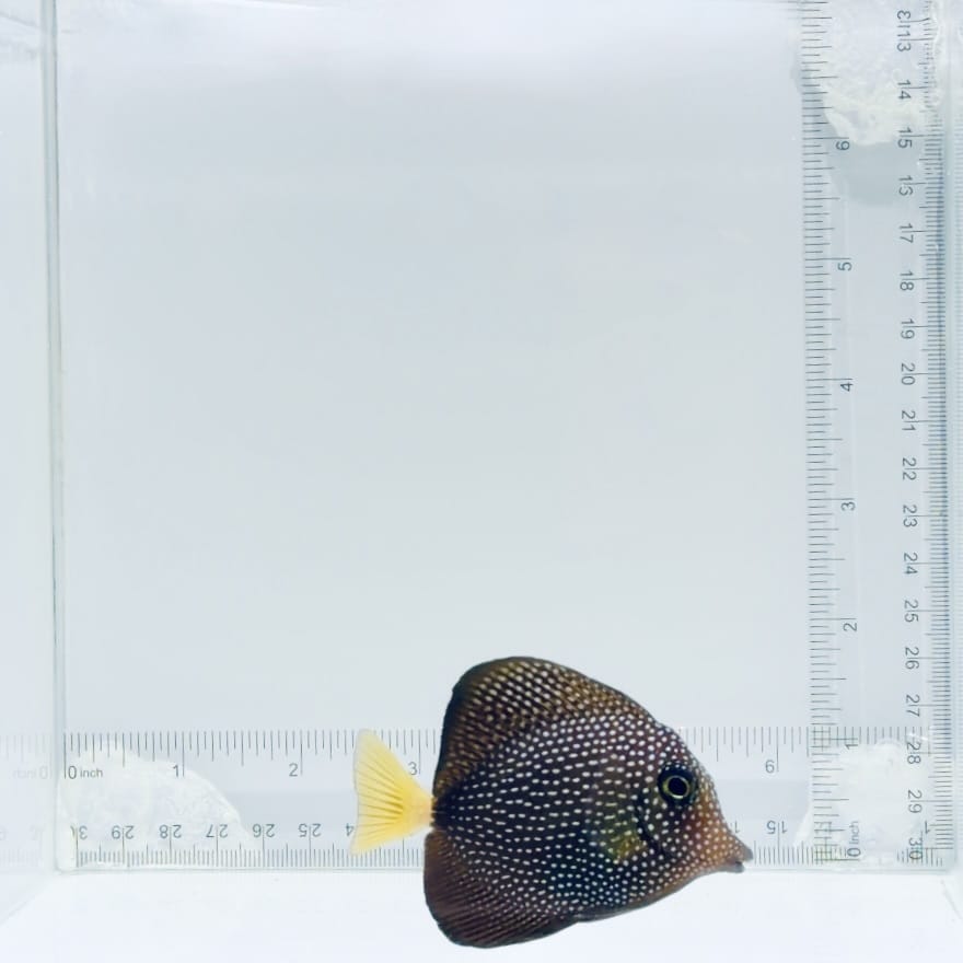 Gem Tang