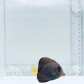 Gem Tang