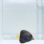 Gem Tang