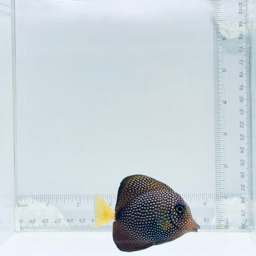 Gem Tang