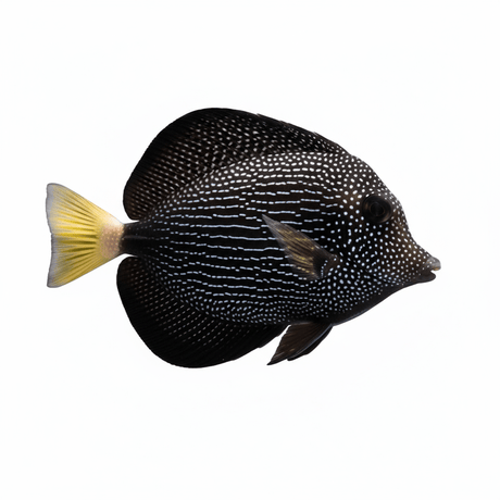 Gem Tang Fish (Zebrasoma gemmatum)
