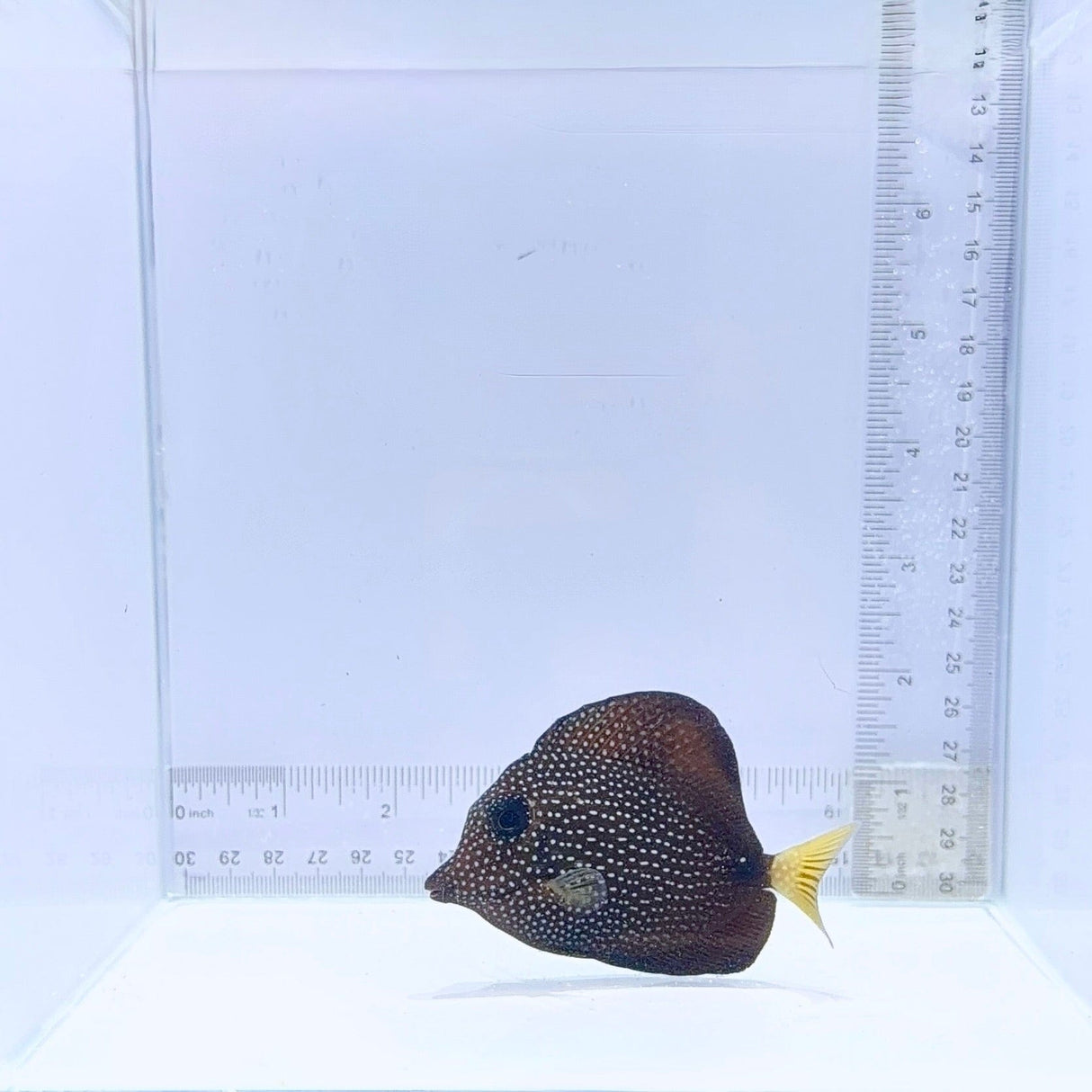 Gem Tang – Zebrasoma gemmatum