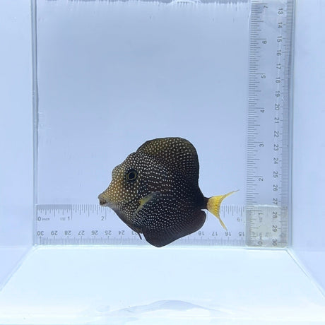 Gem Tang – Zebrasoma gemmatum