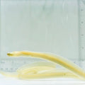 Ghost Ribbon Eel