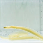 Ghost Ribbon Eel