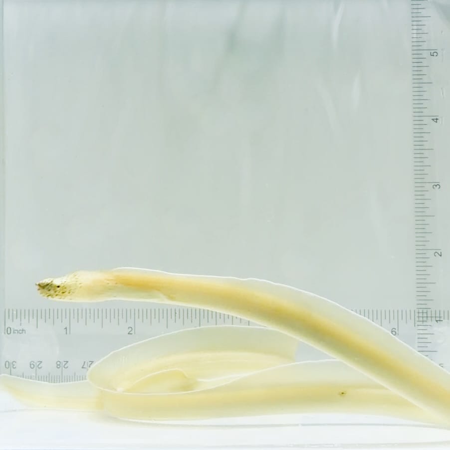 Ghost Ribbon Eel