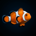 Gladiator Clownfish