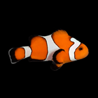 Gladiator Clownfish - Amphiprion ocellaris