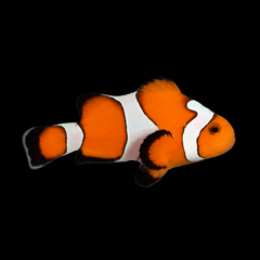 Gladiator Clownfish - Amphiprion ocellaris