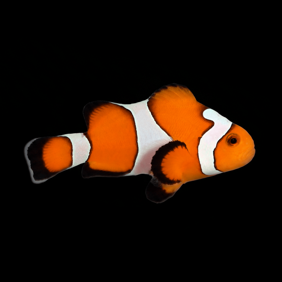 Gladiator Clownfish - Amphiprion ocellaris
