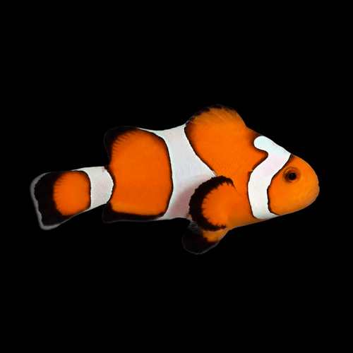 Gladiator Clownfish - Amphiprion ocellaris
