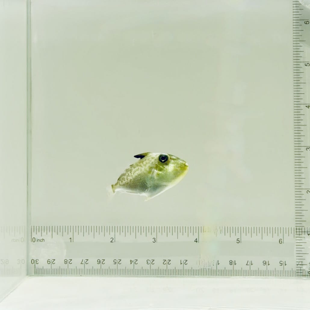 Gold Back Triggerfish