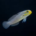 Gold Head Sleeper Goby Standard / S (1.6-2")