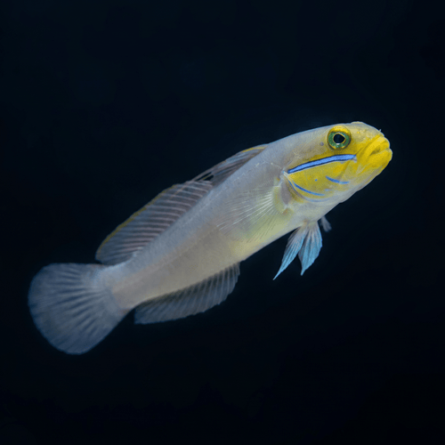 Gold Head Sleeper Goby Standard / S (1.6-2")