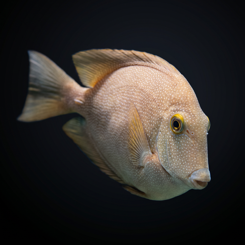 Gold-Ring Bristletooth Tang