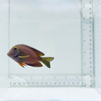 Gold Ring Spotted Bristletooth Tang