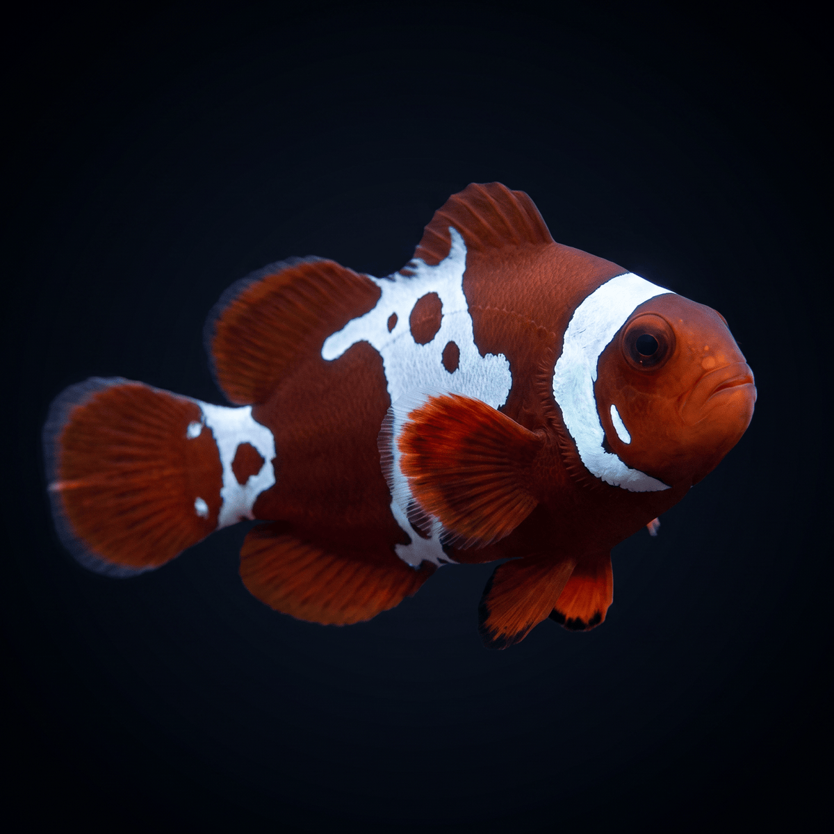 Gold x Lightning Maroon Clownfish