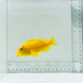 Golden Hawkfish-Tahiti