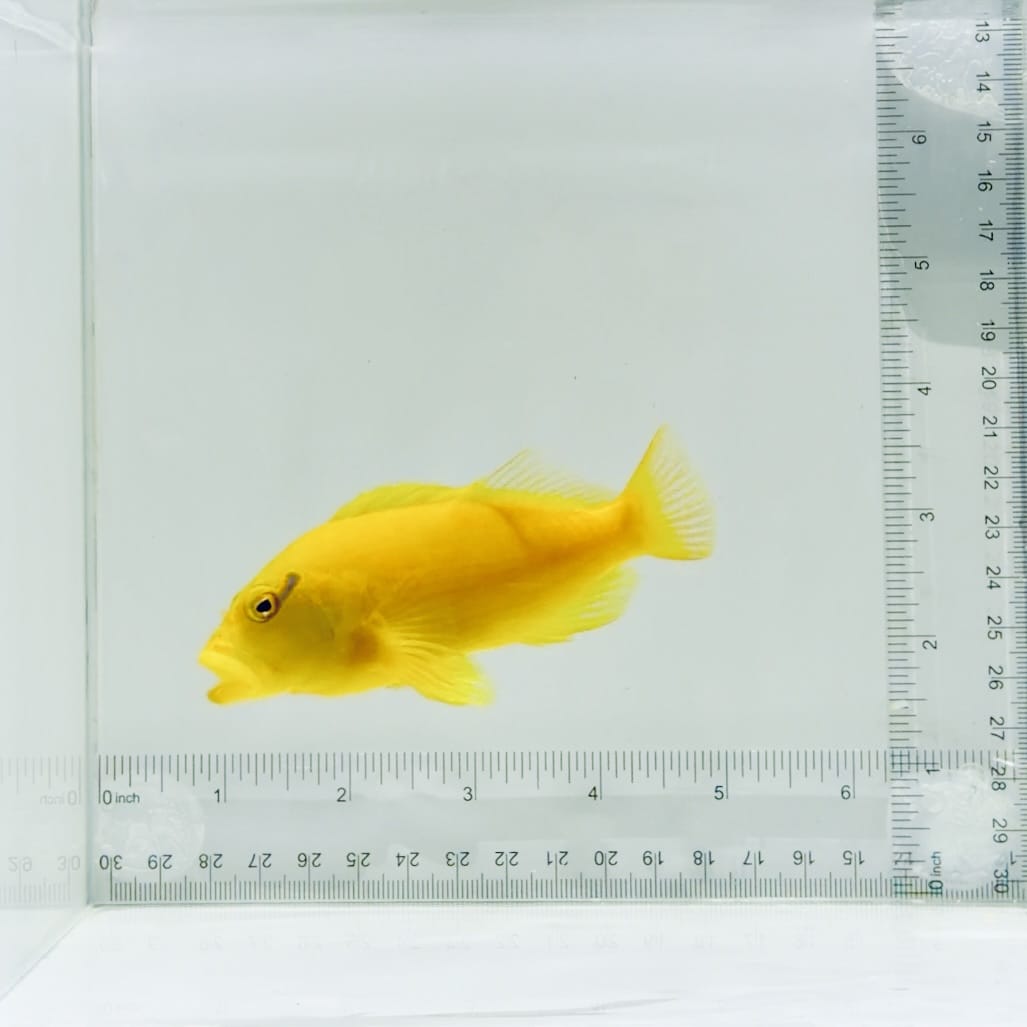 Golden Hawkfish-Tahiti