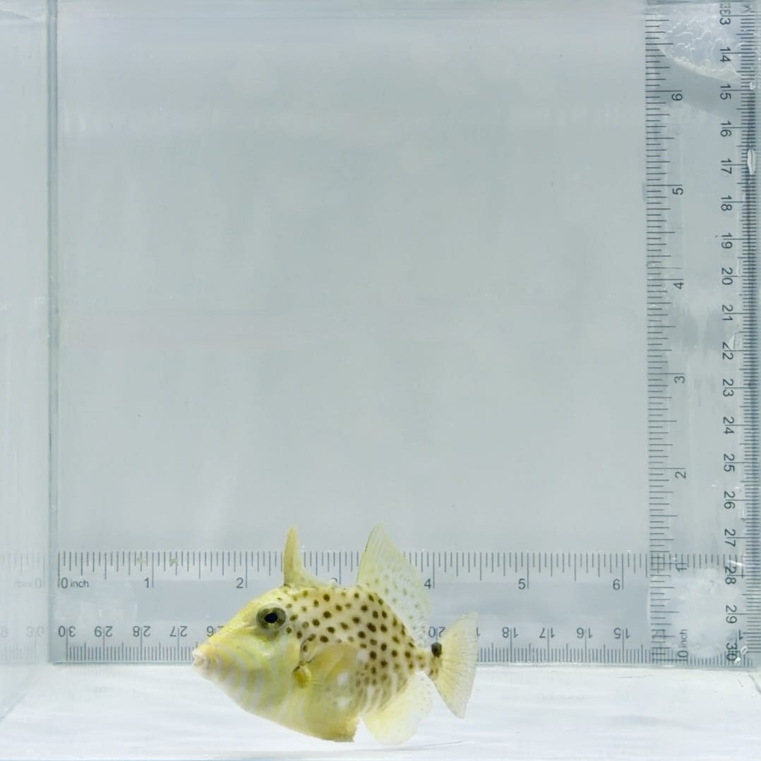 Golden Heart Triggerfish