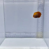 Golden Red Dwarf Angelfish — Amphiprion ocellaris