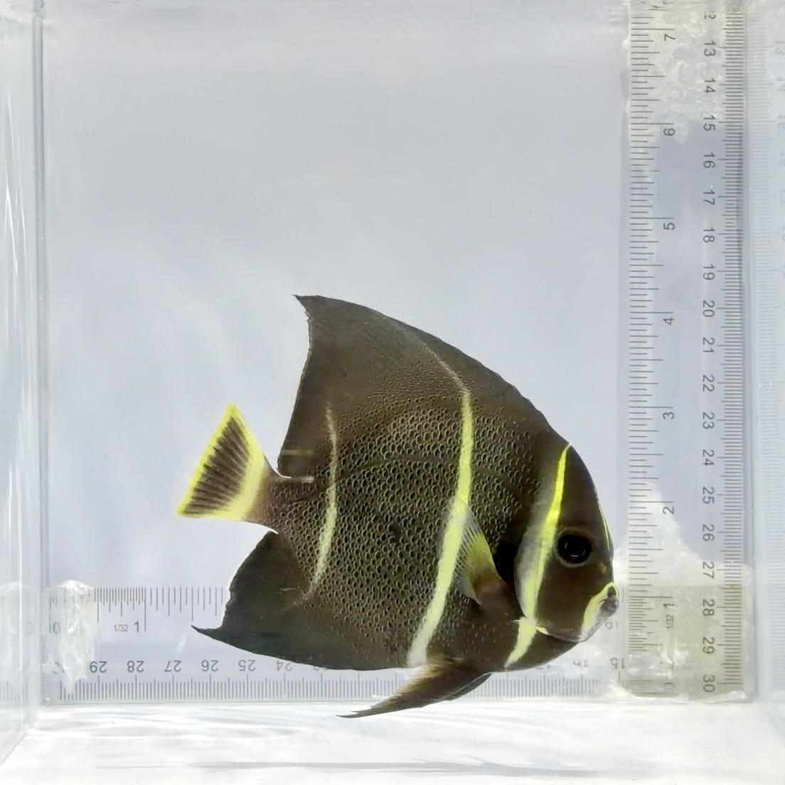 Gray Angelfish