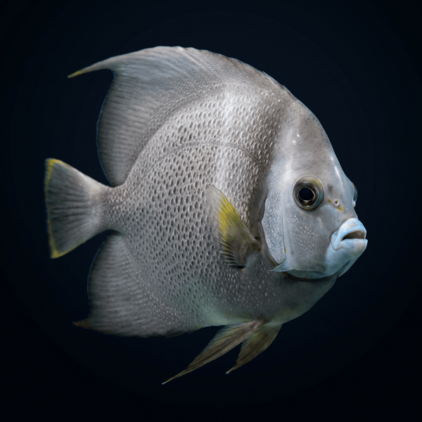 Gray Angelfish