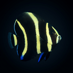 Gray Angelfish