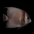 Gray Angelfish - Adult - Pomacanthus arcuatus