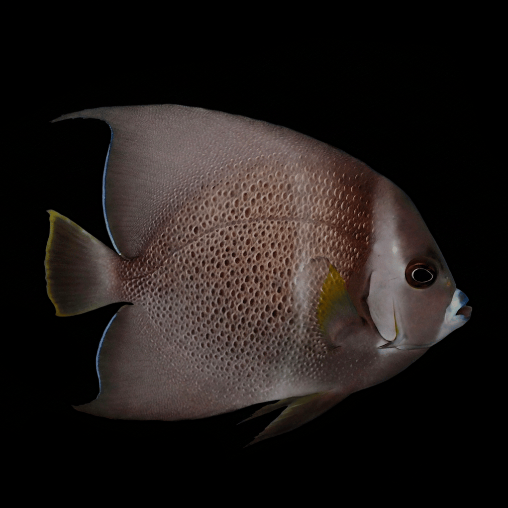 Gray Angelfish - Adult - Pomacanthus arcuatus
