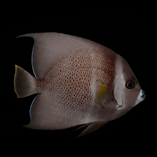 Gray Angelfish - Adult - Pomacanthus arcuatus