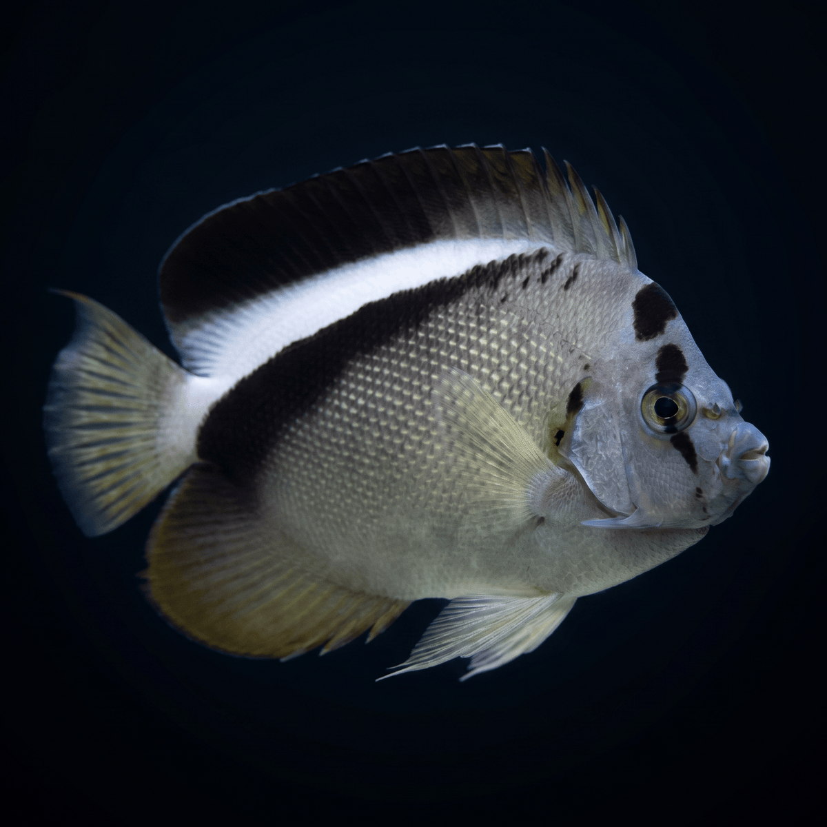 Griffis Angelfish - Marshall Is.