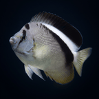 Griffis Angelfish - Marshall Is.