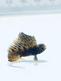 Gulf Signal Blenny
