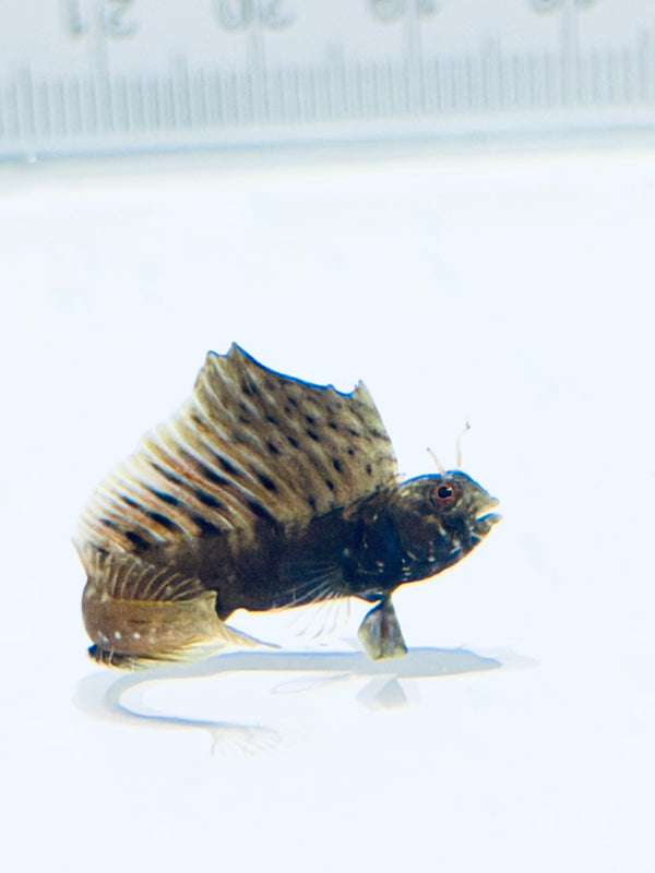 Gulf Signal Blenny