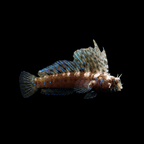Gulf Signal Blenny - Emblemaria hypacanthus